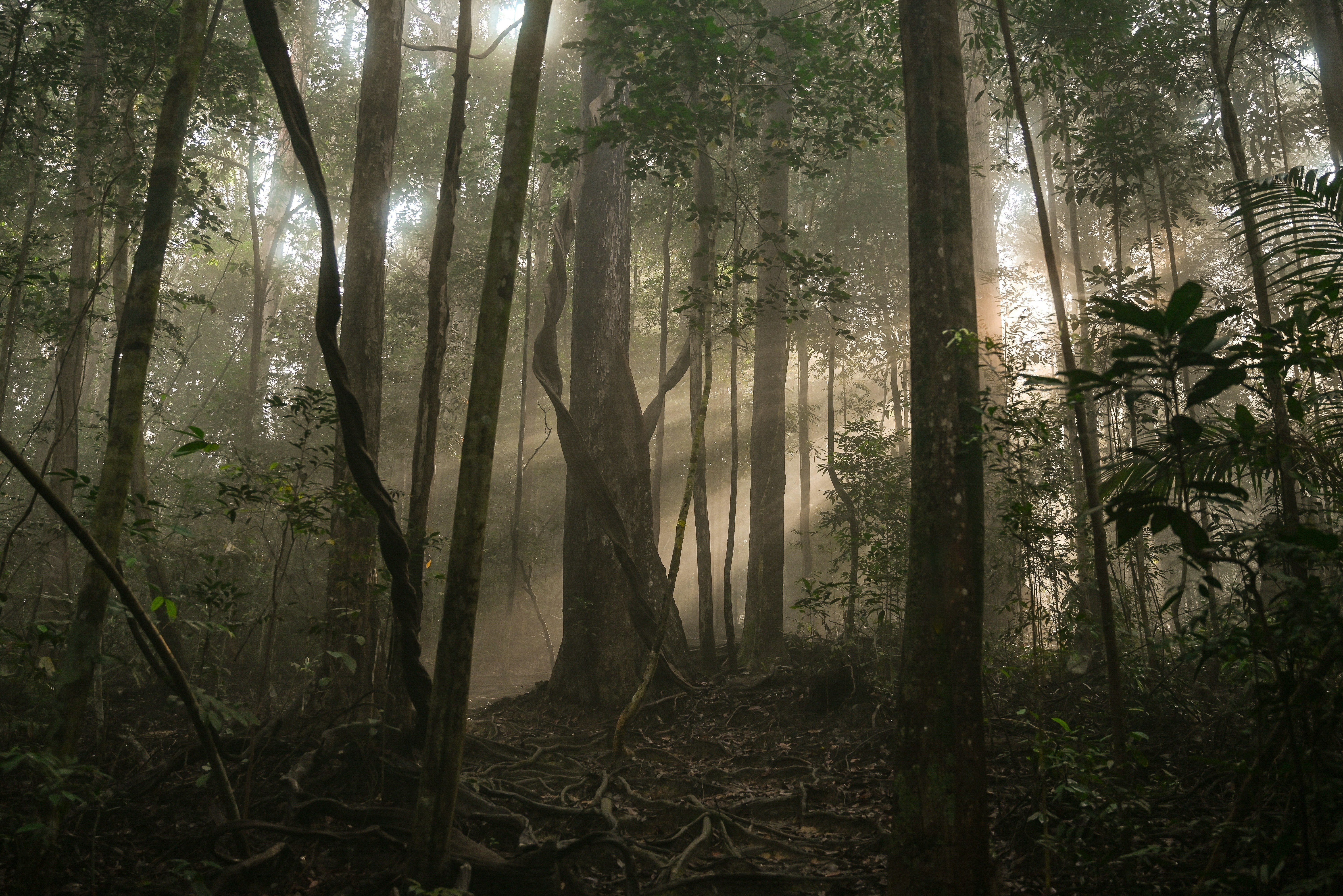 Cambodia vs. Malaysia vs. India: How Origin Shapes the Scent